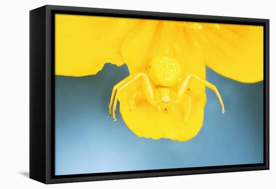 White Death Crab Spider Spider Changes Colour-null-Framed Stretched Canvas