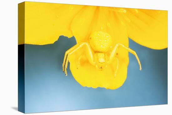White Death Crab Spider Spider Changes Colour-null-Stretched Canvas