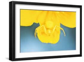 White Death Crab Spider Spider Changes Colour-null-Framed Photographic Print