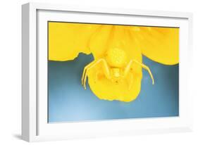 White Death Crab Spider Spider Changes Colour-null-Framed Photographic Print
