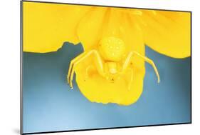 White Death Crab Spider Spider Changes Colour-null-Mounted Photographic Print