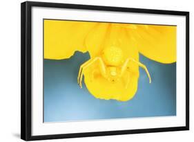 White Death Crab Spider Spider Changes Colour-null-Framed Photographic Print