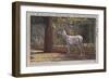 White Deer in the Zoo in Berlin-null-Framed Giclee Print