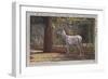 White Deer in the Zoo in Berlin-null-Framed Giclee Print