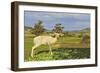 White Deer-Incredi-Framed Giclee Print