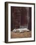 White Dingo-SD Smart-Framed Photographic Print