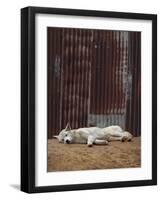 White Dingo-SD Smart-Framed Photographic Print