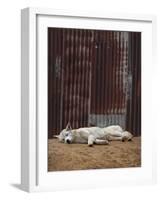 White Dingo-SD Smart-Framed Photographic Print