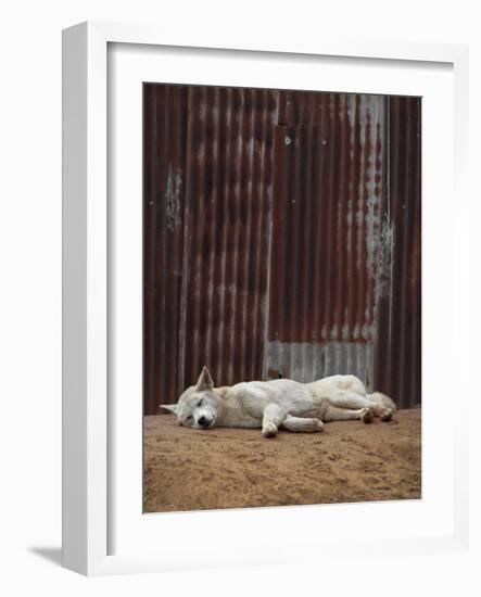 White Dingo-SD Smart-Framed Photographic Print