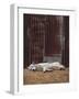 White Dingo-SD Smart-Framed Photographic Print