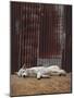 White Dingo-SD Smart-Mounted Photographic Print