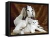 White Dog and Cat-null-Framed Stretched Canvas