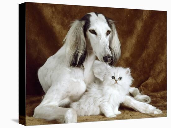 White Dog and Cat-null-Stretched Canvas