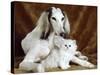 White Dog and Cat-null-Stretched Canvas