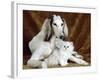 White Dog and Cat-null-Framed Photographic Print