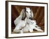 White Dog and Cat-null-Framed Photographic Print