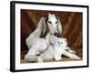 White Dog and Cat-null-Framed Photographic Print