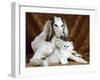 White Dog and Cat-null-Framed Photographic Print