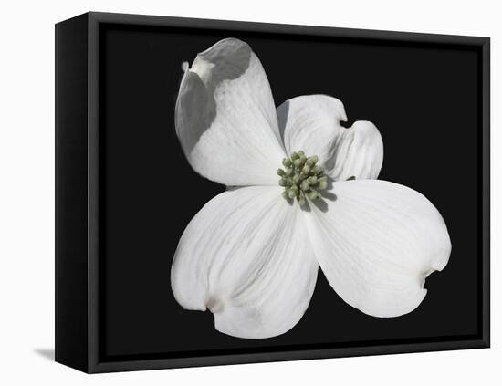 White Dogwood Bloom-Karen Williams-Framed Stretched Canvas