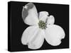 White Dogwood Bloom-Karen Williams-Stretched Canvas