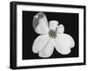 White Dogwood Bloom-Karen Williams-Framed Photographic Print