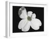 White Dogwood Bloom-Karen Williams-Framed Photographic Print