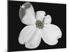 White Dogwood Bloom-Karen Williams-Mounted Photographic Print