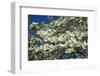 White dogwood tree, USA-Lisa Engelbrecht-Framed Photographic Print