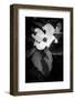 White Dogwoods-Philippe Sainte-Laudy-Framed Photographic Print