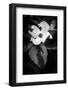 White Dogwoods-Philippe Sainte-Laudy-Framed Photographic Print