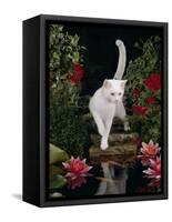 White Domestic Cat Watching Goldfish in Garden Pond-Jane Burton-Framed Stretched Canvas