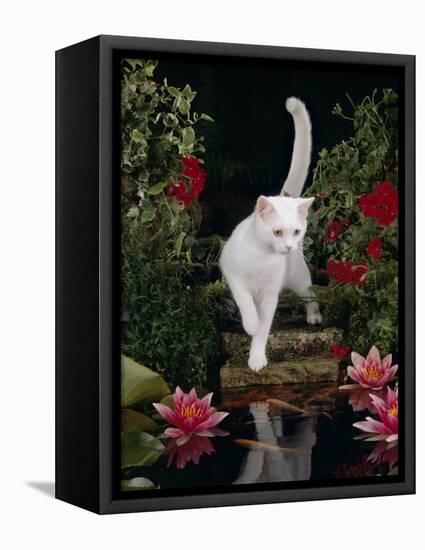 White Domestic Cat Watching Goldfish in Garden Pond-Jane Burton-Framed Stretched Canvas