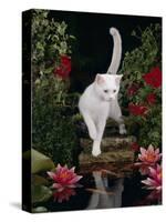 White Domestic Cat Watching Goldfish in Garden Pond-Jane Burton-Stretched Canvas