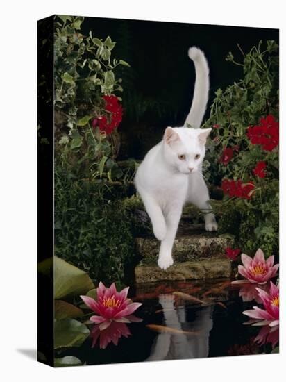 White Domestic Cat Watching Goldfish in Garden Pond-Jane Burton-Stretched Canvas