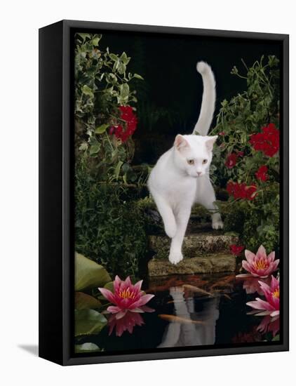 White Domestic Cat Watching Goldfish in Garden Pond-Jane Burton-Framed Stretched Canvas