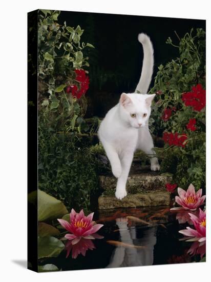 White Domestic Cat Watching Goldfish in Garden Pond-Jane Burton-Stretched Canvas