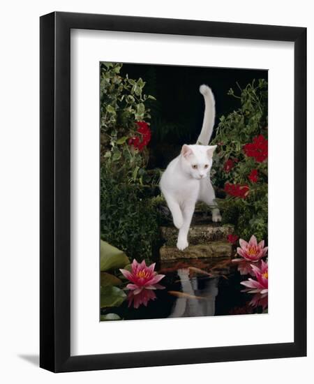 White Domestic Cat Watching Goldfish in Garden Pond-Jane Burton-Framed Premium Photographic Print