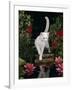 White Domestic Cat Watching Goldfish in Garden Pond-Jane Burton-Framed Photographic Print