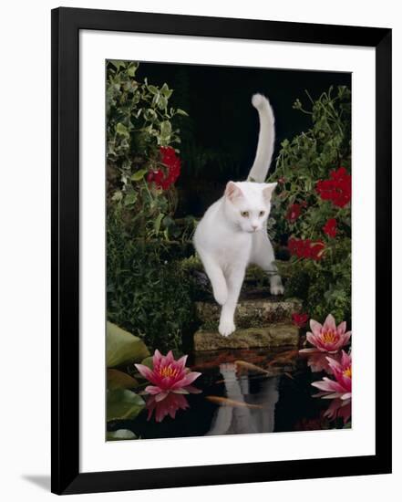 White Domestic Cat Watching Goldfish in Garden Pond-Jane Burton-Framed Photographic Print