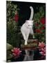 White Domestic Cat Watching Goldfish in Garden Pond-Jane Burton-Mounted Photographic Print