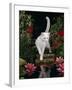 White Domestic Cat Watching Goldfish in Garden Pond-Jane Burton-Framed Photographic Print