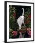 White Domestic Cat Watching Goldfish in Garden Pond-Jane Burton-Framed Photographic Print