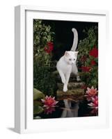 White Domestic Cat Watching Goldfish in Garden Pond-Jane Burton-Framed Photographic Print