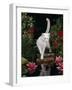 White Domestic Cat Watching Goldfish in Garden Pond-Jane Burton-Framed Photographic Print