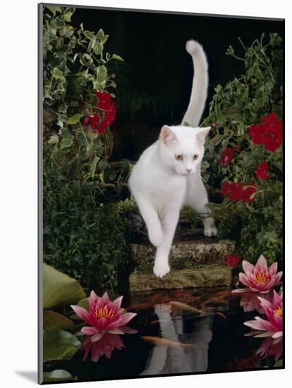 White Domestic Cat Watching Goldfish in Garden Pond-Jane Burton-Mounted Photographic Print