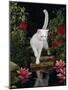 White Domestic Cat Watching Goldfish in Garden Pond-Jane Burton-Mounted Photographic Print