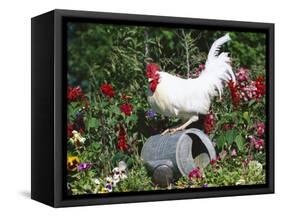 White Dorking Domestic Chicken Rooster / Cock Male, in Garden, USA-Lynn M. Stone-Framed Stretched Canvas