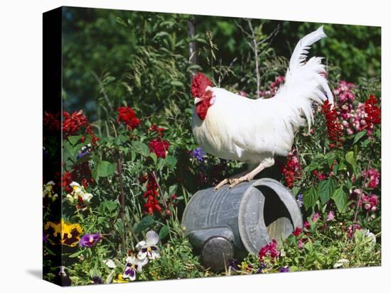 White Dorking Domestic Chicken Rooster / Cock Male, in Garden, USA-Lynn M. Stone-Stretched Canvas