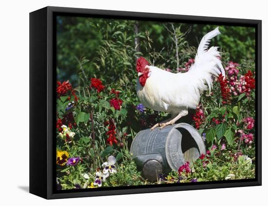 White Dorking Domestic Chicken Rooster / Cock Male, in Garden, USA-Lynn M. Stone-Framed Stretched Canvas