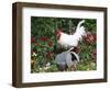 White Dorking Domestic Chicken Rooster / Cock Male, in Garden, USA-Lynn M. Stone-Framed Premium Photographic Print